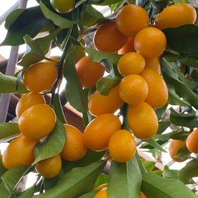  Kumquat- Citrus japonica ‘Kumquat Nagami’