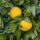 Grapefruit - Citrus × paradisi 'Pompelmo Giallo'