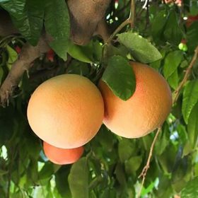 Rózsaszín húsú grapefruit - Citrus × paradisi  
