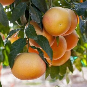 Vörös húsú grapefruit - Citrus × paradisi ‘Rosso’