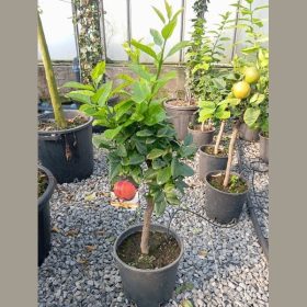 Csíkos termésű narancsfa - Citrus sinensis ‘Arcobal’ 