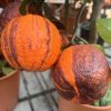 Csíkos termésű narancsfa - Citrus sinensis ‘Arcobal’ 