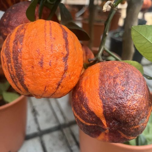 Csíkos termésű narancsfa - Citrus sinensis ‘Arcobal’ 