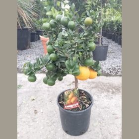Mirtuszlevelű törpenarancs - Citrus aurantium myrtifolia