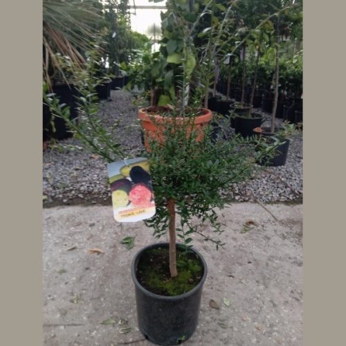 Ausztrál citrom - Citrus australasica 'Microcitrus'