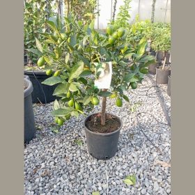 Limequat - Citrus Floridana