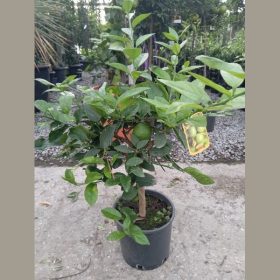 Édes citrom - Citrus latifolia- Limetta