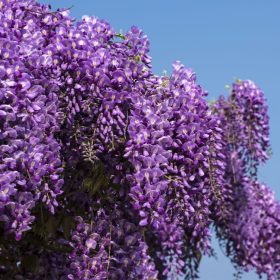   Japán  lilaakác - Wisteria brachybotrys ‘Yokohama Fuji’ 