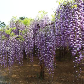Japán  lilaakác - Wisteria floribunda ‘Macrobotrys’