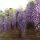 Japán  lilaakác - Wisteria floribunda ‘Macrobotrys’