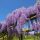 Kínai lilaakác – Wisteria sinensis ‘Issai’