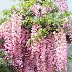 Kínai lilaakác – Wisteria sinensis ‘Showa Beni’
