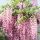 Kínai lilaakác – Wisteria sinensis ‘Showa Beni’