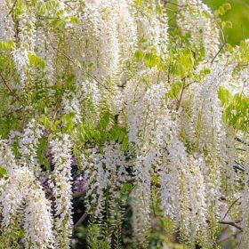 Kínai lilaakác – Wisteria sinensis ‘Capitan Shiro’