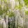 Kínai lilaakác – Wisteria sinensis ‘Capitan Shiro’