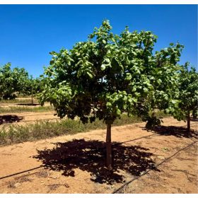 Porzó pisztácia – Pistacia vera ‘Randy’