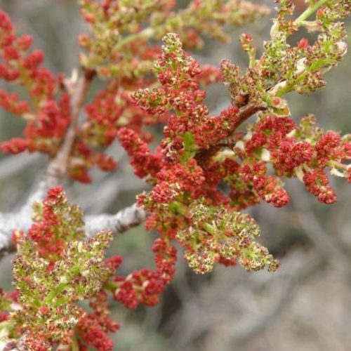 Porzó pisztácia – Pistacia vera ‘Randy’