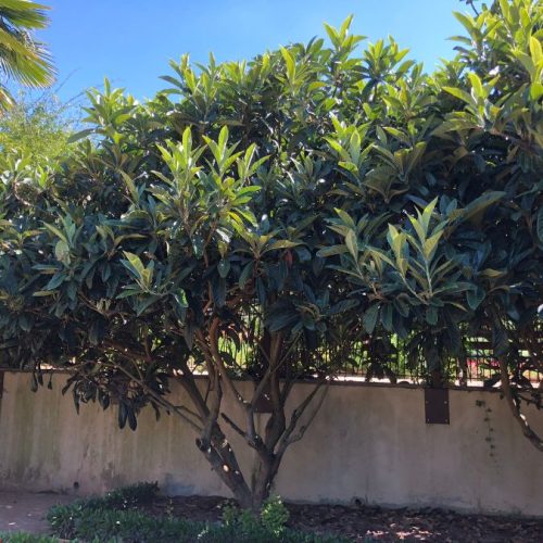 Japán naspolya – Eriobotrya japonica