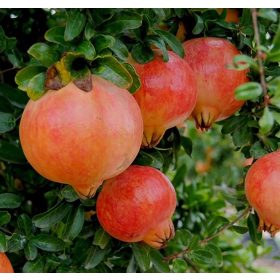 Bokros gránátlama - Punica granatum 'Wonderful' 
