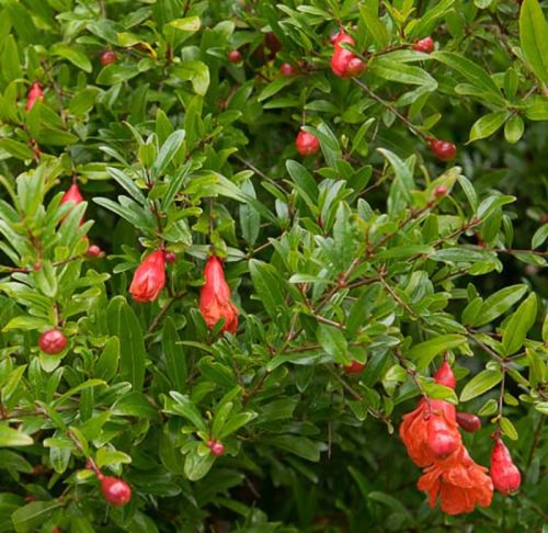 Bokros gránátlama - Punica granatum 'Wonderful' 