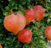 Törzses gránátlama - Punica granatum 'Wonderful' 