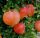 Törzses gránátlama - Punica granatum 'Wonderful' 
