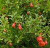 Törzses gránátlama - Punica granatum 'Wonderful' 