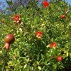Bokros gránátlama - Punica granatum ‘Dente di Cavallo’