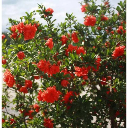 Bokros gránátlama - Punica granatum ‘Acco Siciliano’