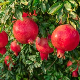Törzses gránátlama - Punica granatum ‘Acco Siciliano’