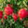 Törzses gránátlama - Punica granatum ‘Acco Siciliano’