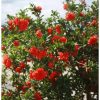 Törzses gránátlama - Punica granatum ‘Acco Siciliano’