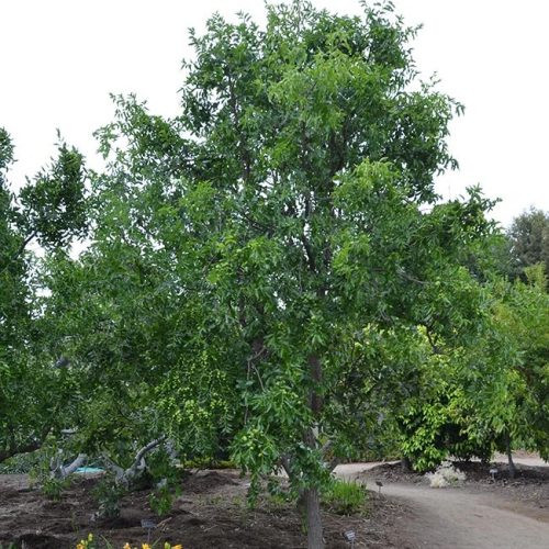 Kínai datolya – Ziziphus jujuba ‘Li’