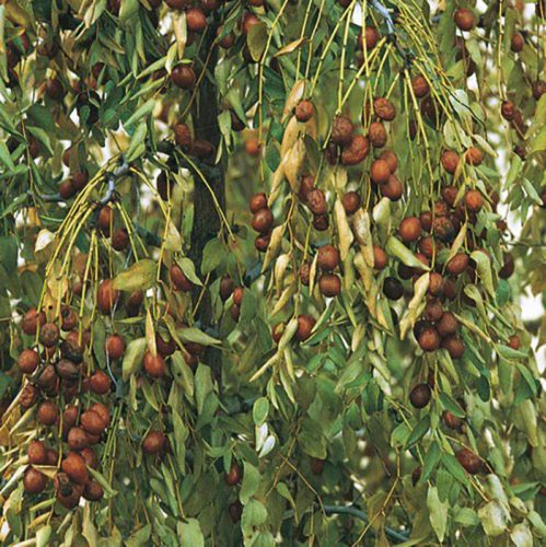 Kínai datolya – Ziziphus jujuba ‘Lang’