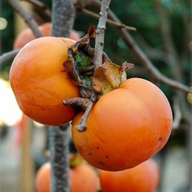 Datolyaszilva – Diospyros kaki ‘Cioccolatino’