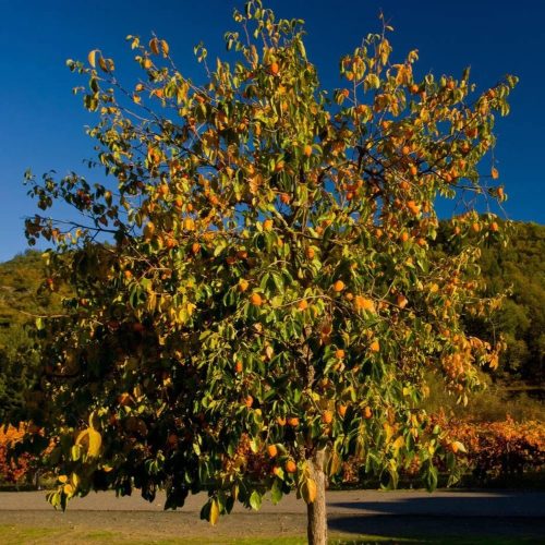 Datolyaszilva – Diospyros kaki ‘Cioccolatino’