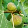 Füge – Ficus carica ‘Brogiotto Bianco’