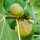 Füge – Ficus carica ‘Brogiotto Bianco’