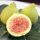 Füge – Ficus carica ‘Mattalone’