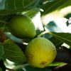 Füge – Ficus carica ‘Mattalone’