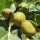 Füge – Ficus carica ‘Verdino’