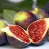Füge – Ficus carica ‘Turca’