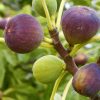 Füge – Ficus carica ‘Turca’