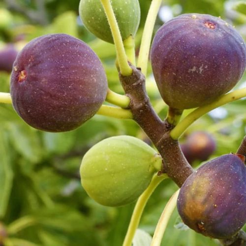 Füge – Ficus carica ‘Turca’
