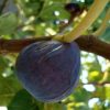 Füge – Ficus carica ‘Brogiotto Nero’