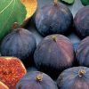 Füge – Ficus carica ‘Brogiotto Nero’