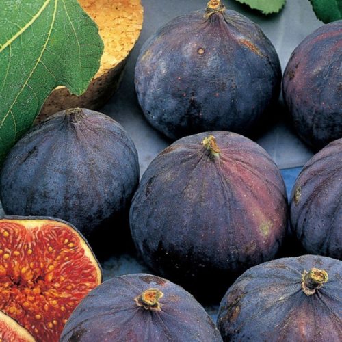 Füge – Ficus carica ‘Brogiotto Nero’