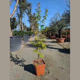 Japán juhar - Acer palmatum 'Summer Gold'