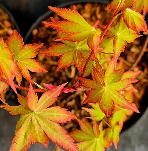 Japán juhar - Acer palmatum 'Summer Gold'