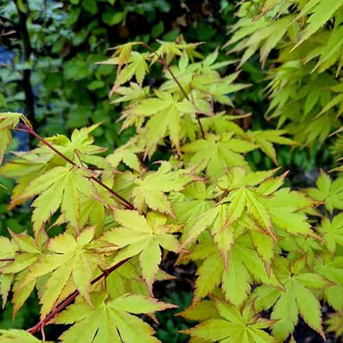 Japán juhar - Acer palmatum 'Summer Gold'